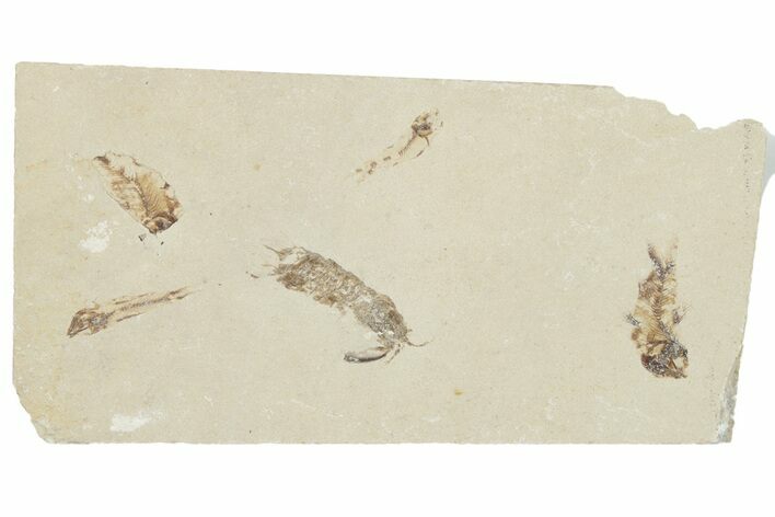 Fossil Mantis Shrimp (Pseudosculda) with Four Fish - Lebanon #200641